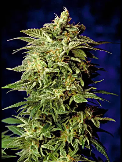Super Star by Delta 9 Labs, Photoperiod cannabis strain