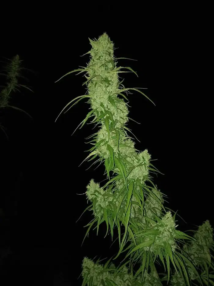 Thailand Landrace: HangKaRok by Delta 9 Labs, Photoperiod cannabis strain