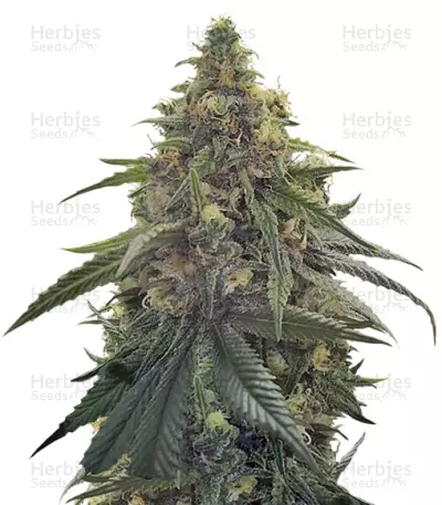 Desert Diesel cannabis strain
