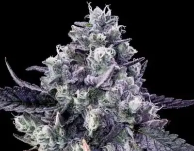Diabla by Offensive Selections cannabis strain