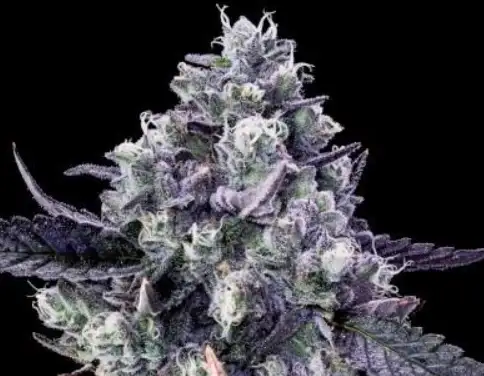 Diabla by Offensive Selections cannabis strain