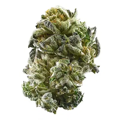 Diamond Punch by Heavy Trichome Genetics cannabis strain