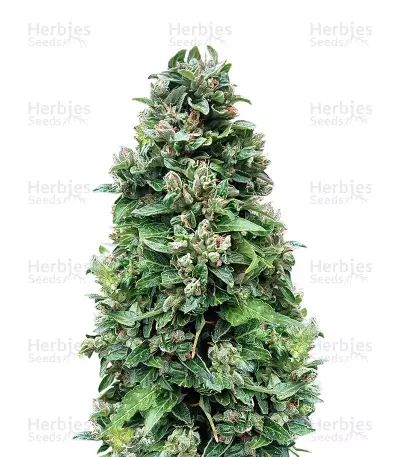 Dinamed CBD by Dinafem, Photoperiod cannabis strain