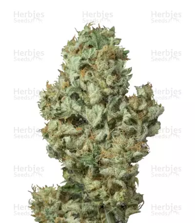 Dinamex Autoflowering by Dinafem, Autoflower cannabis strain