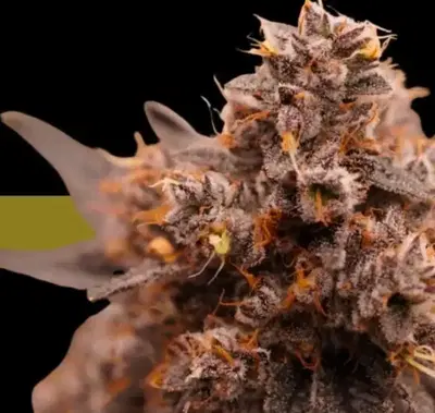Disco Kitty by Ziplock Seeds cannabis strain