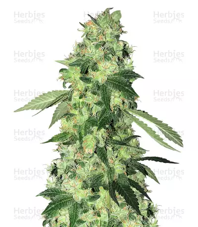 Do-Sweet-Dos® by Sweet Seeds, Photoperiod cannabis strain