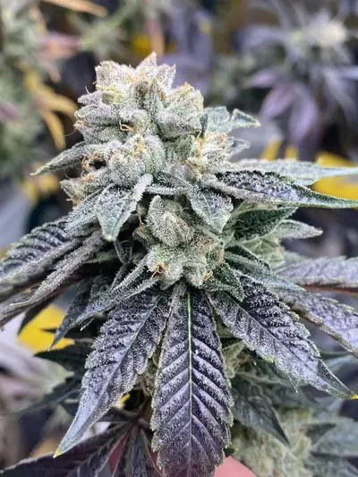 Dog Walker Og by Rich One Eye Crommelin cannabis strain