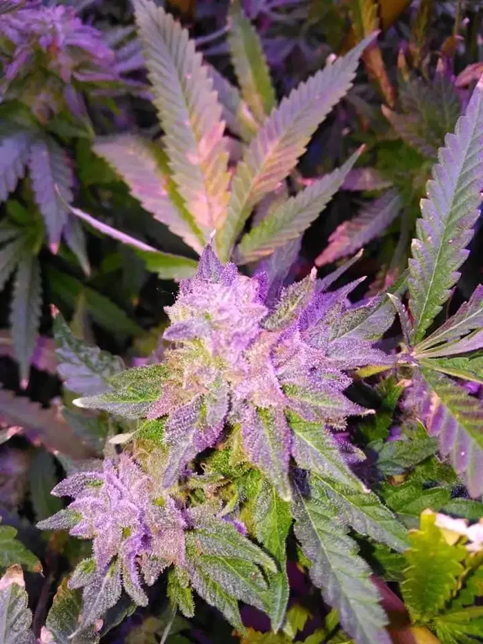 Donatello Kush by Heavy Trichome Genetics cannabis strain