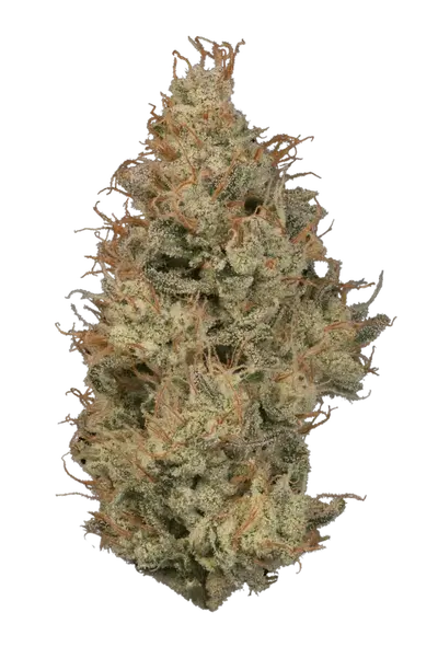 Donny Solo Burger by Klutch Cannabis cannabis strain