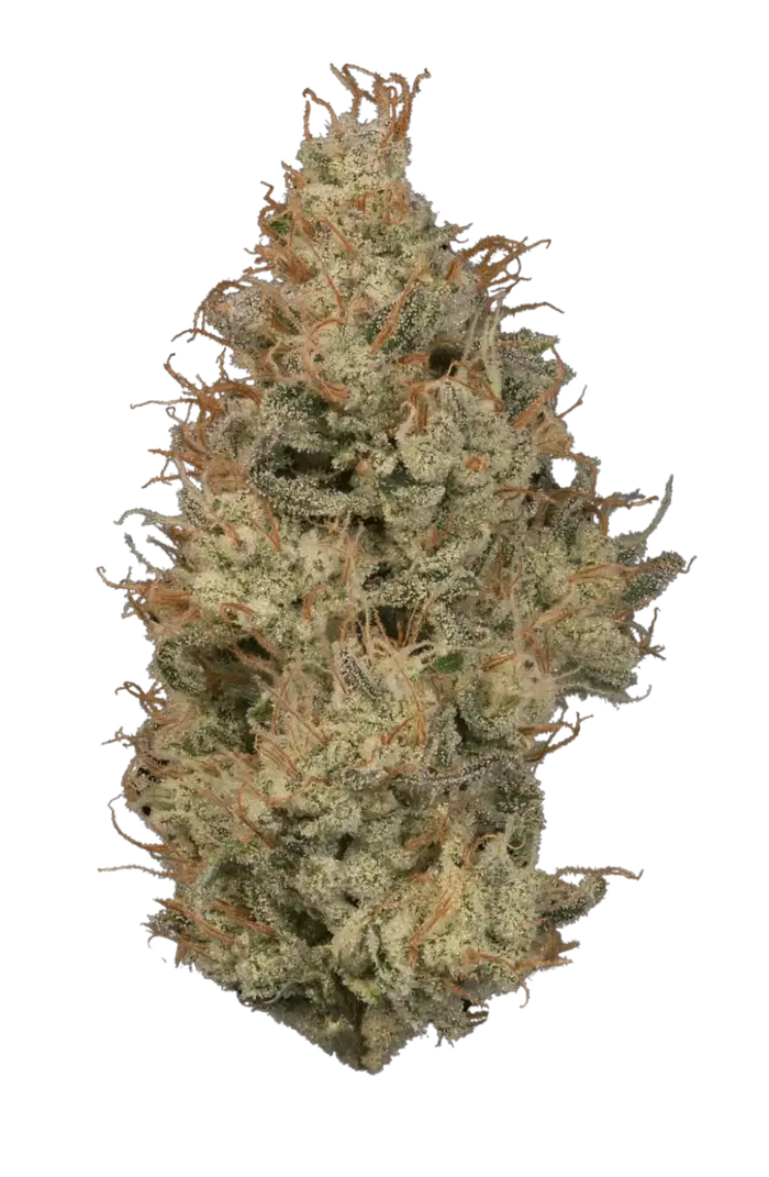Donny Solo Burger by Klutch Cannabis cannabis strain