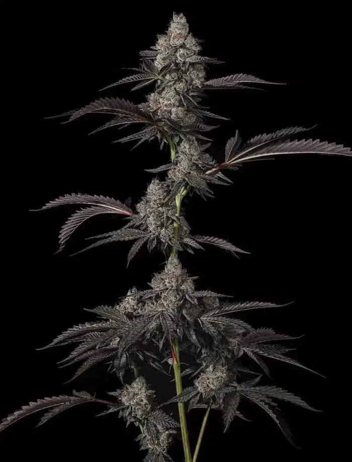 Doo-Ye by True Classic Og cannabis strain