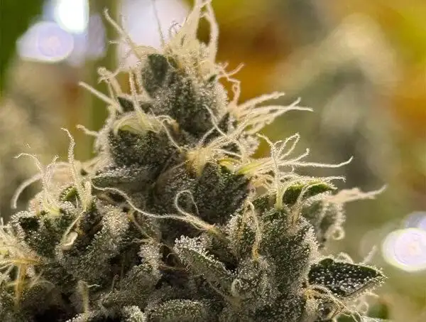 Doomsday by Common Wealth Seed Co cannabis strain