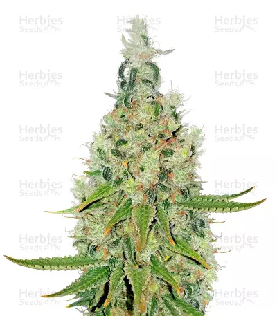 Double Glock by Ripper Seeds, Photoperiod cannabis strain