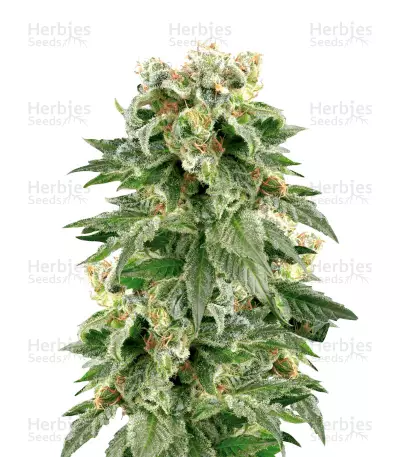 Double Gum by White Label, Photoperiod cannabis strain