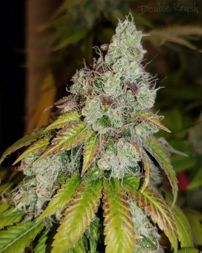 Double Krush by Lucky Dog Seeds cannabis strain