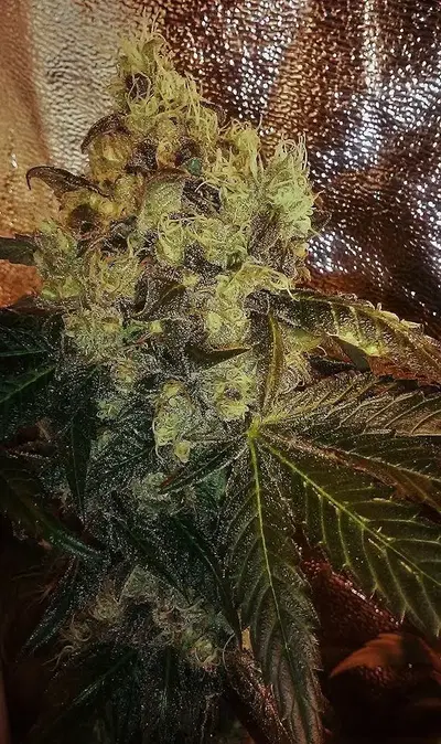 Double Mint Regular by Natural Genetics Seeds cannabis strain