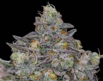 Double Peaches by Offensive Selections cannabis strain