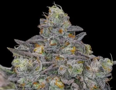 Double Peaches by Offensive Selections cannabis strain
