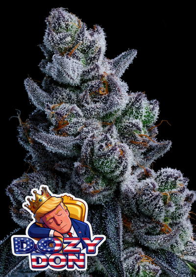 Dozy Don by Anesia Seeds, Photoperiod cannabis strain