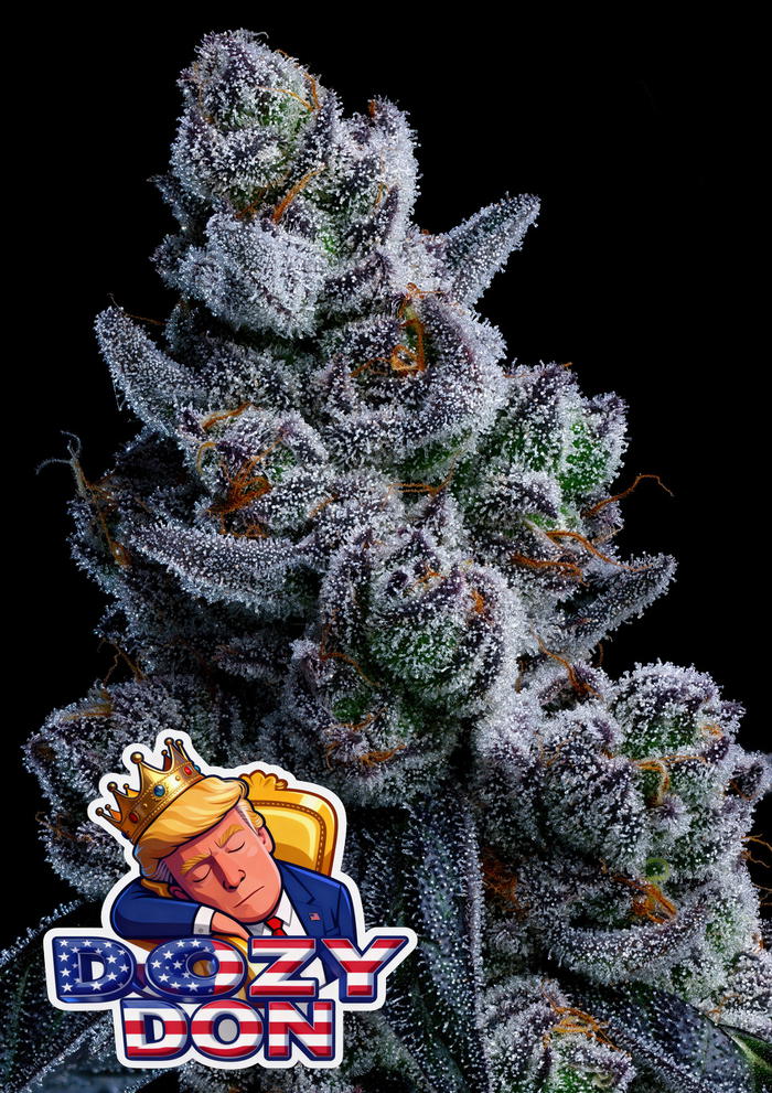 Dozy Don by Anesia Seeds, Photoperiod cannabis strain