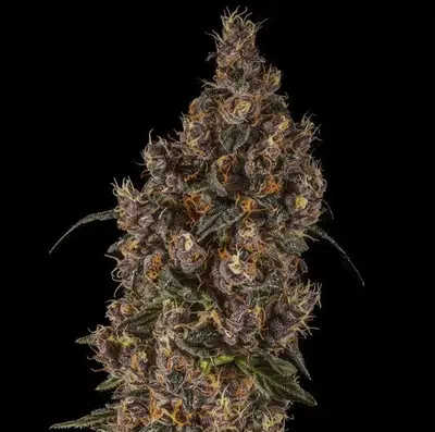 Drago by 14Er Boulder cannabis strain