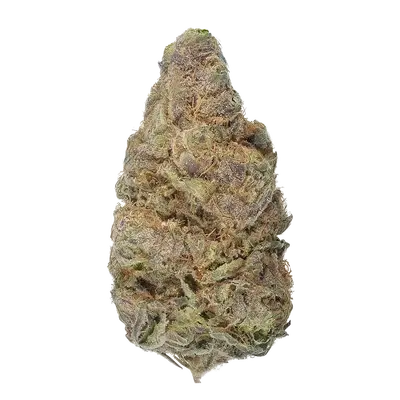 Dragon Spit by High Grade Selections cannabis strain