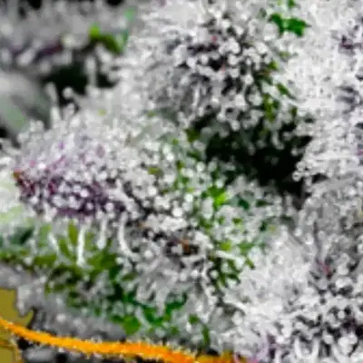 Dragon Tears by Ziplock Seeds cannabis strain