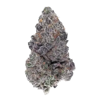 Drunken Lobster by Maine Trees cannabis strain