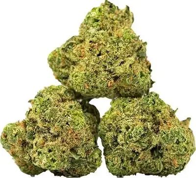 Durban Dream by Savvy cannabis strain