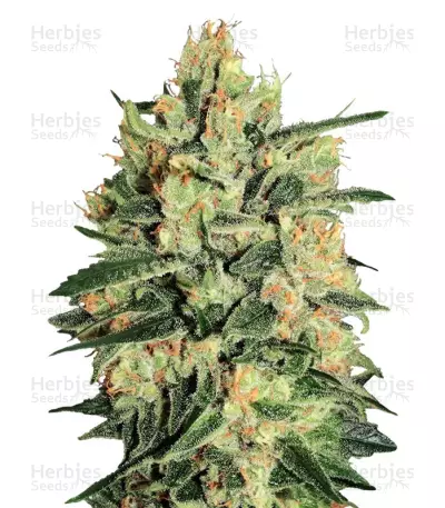 Durga Mata II CBD by Paradise Seeds, Photoperiod cannabis strain