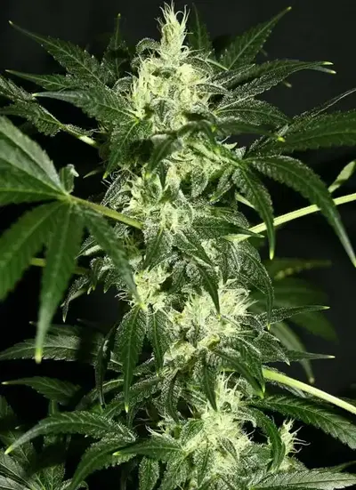 Dutch Dragon by Paradise Seeds, Photoperiod cannabis strain