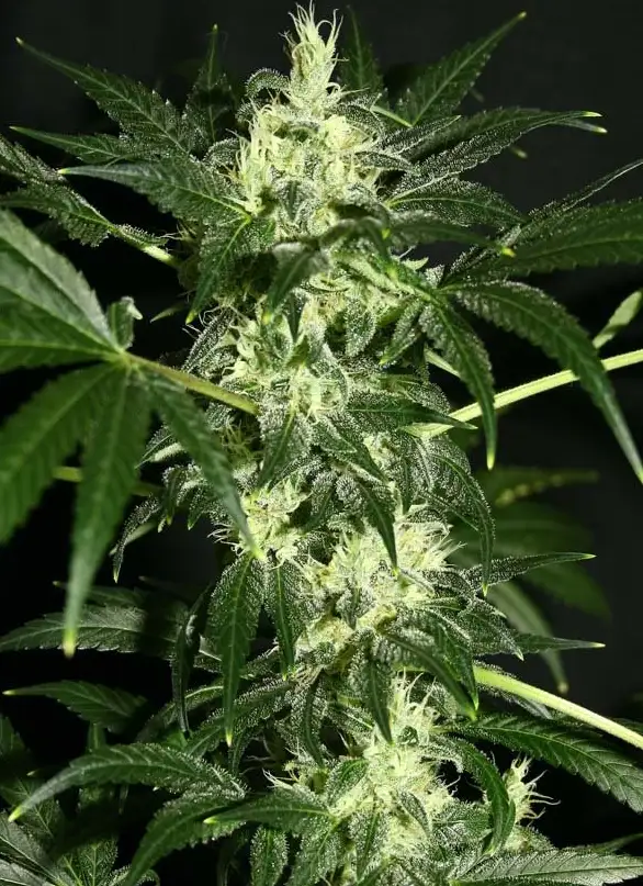 Dutch Dragon by Paradise Seeds, Photoperiod cannabis strain
