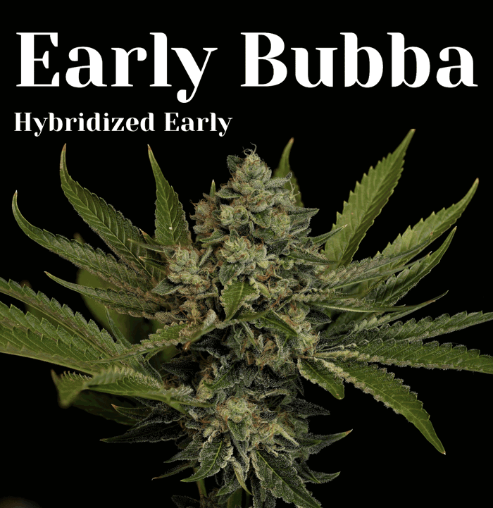 Early Bubba by Twenty20 cannabis strain