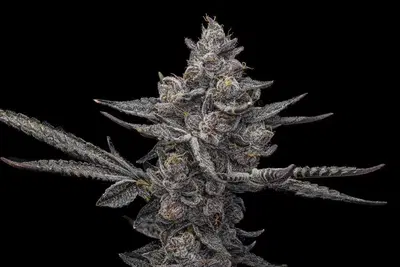 Eastbound by Offensive Selections cannabis strain
