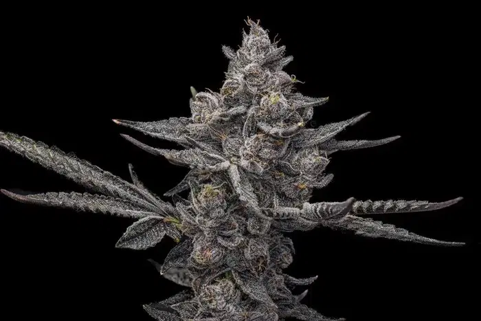 Eastbound by Offensive Selections cannabis strain