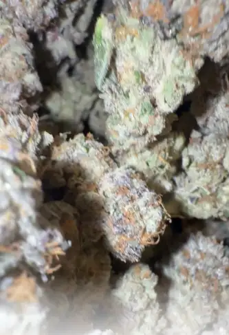 Elephant Puzzy by Zaba Cannabis Co cannabis strain