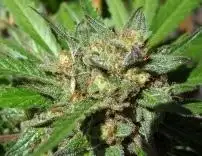 Emerald Og Regular by California Breeders Association cannabis strain