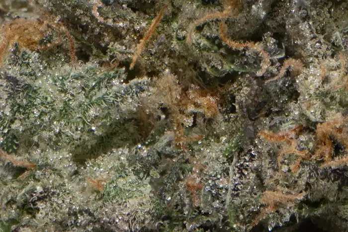 Ethanol #33 by The Flowery cannabis strain