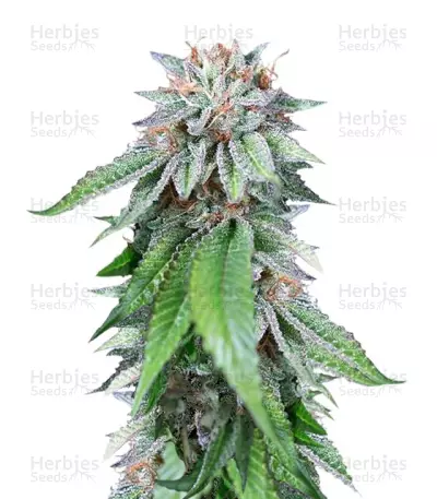 Ewe-2 by Humboldt Seed Organization, Photoperiod cannabis strain