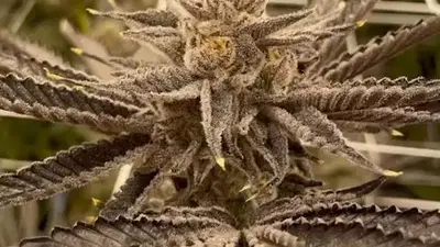 Ewing by Ez Genetics cannabis strain