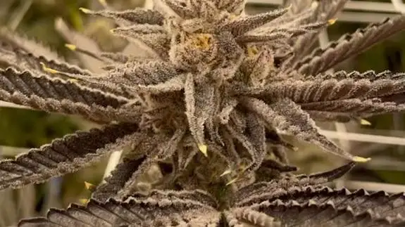 Ewing by Ez Genetics cannabis strain