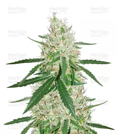 Exodus Cheese x Durban Panama cannabis strain
