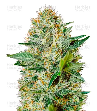 Exodus Cheese Fast by Ganja Farmer, Photoperiod cannabis strain