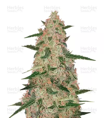 Exodus Cheese x Jack Herer x NL5 by Green House Seed Co., Photoperiod cannabis strain