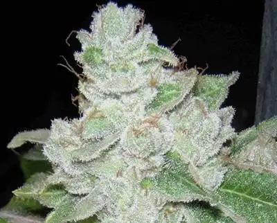 Face Off OG #4 x DSD18 by Archive Seed Bank, Photoperiod cannabis strain