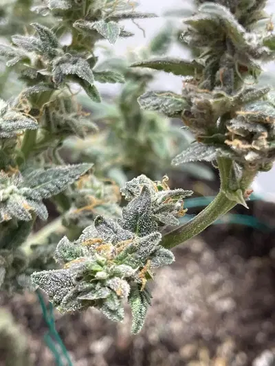 Fairy Cake by Mephisto Genetics, Autoflower cannabis strain
