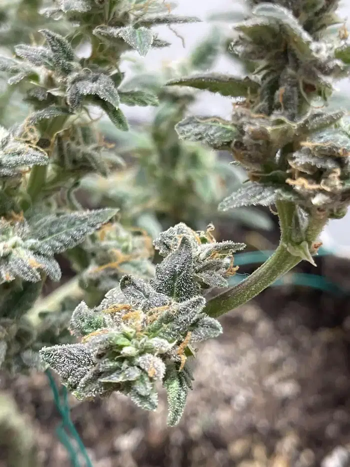 Fairy Cake by Mephisto Genetics, Autoflower cannabis strain