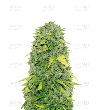 Fast & Vast by Heavyweight Seeds, Autoflower cannabis strain