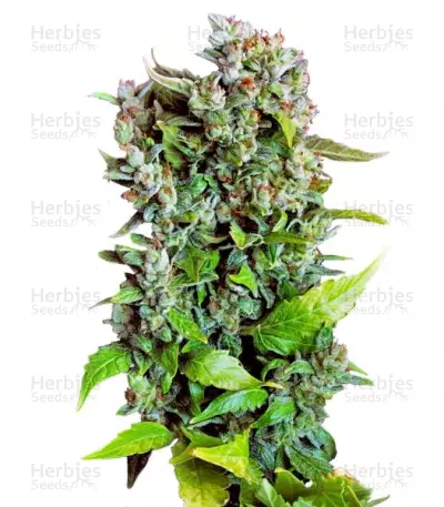 Fast Bud #2 Auto® by Sweet Seeds, Autoflower cannabis strain