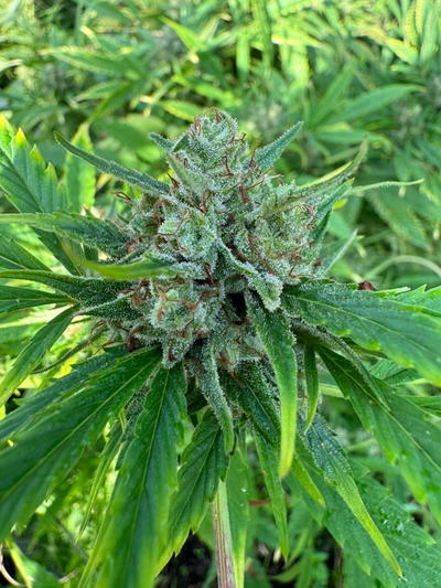 Fast Orange Cake by Real Gorilla Seeds, Photoperiod cannabis strain